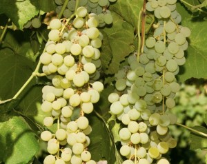 Himrod Seedless Grape